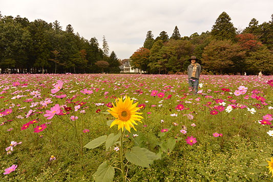 ���g�̉Ԃт�Ɉ͂܂��