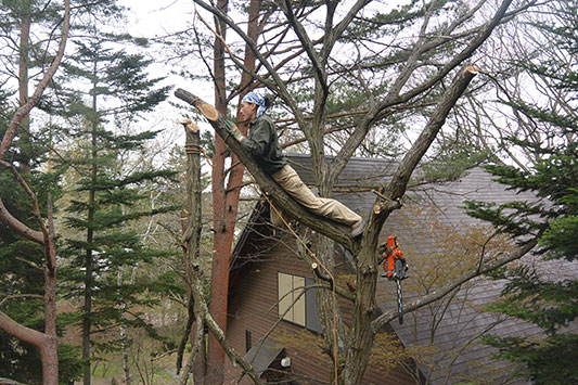 高所伐採