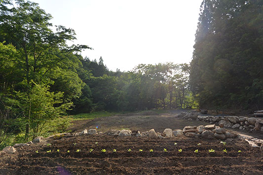 �͂���߃����h�̔�