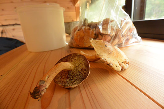 �A�~�^�P�ƃJ�L�V���W