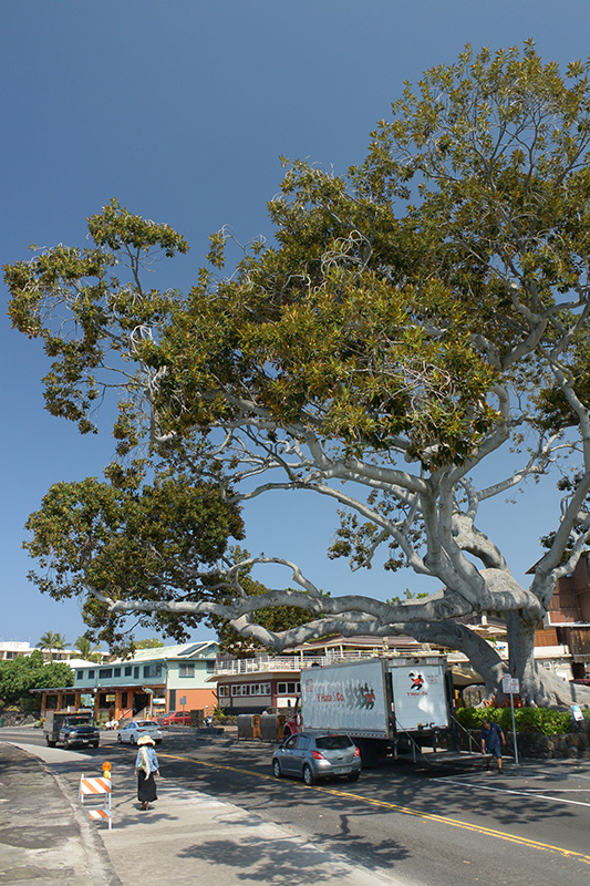 �n���C���r�[�`