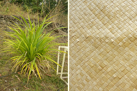 ���E�n��