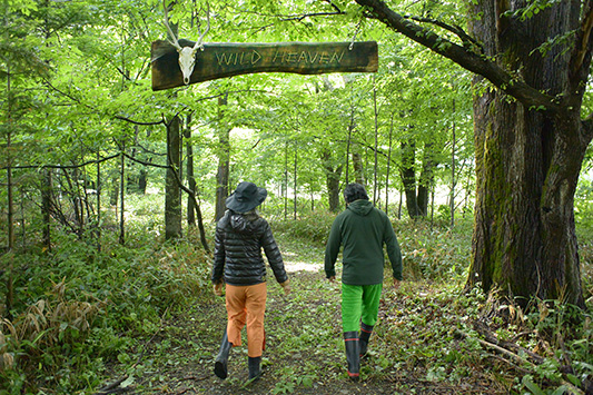 ���C���h�w�u��