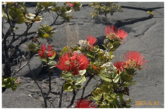 �I�n�i���ЂÂ�