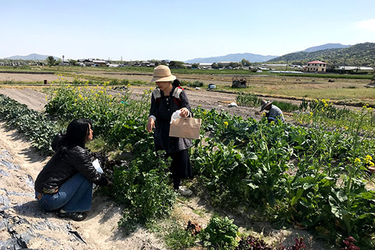 ���������̔�