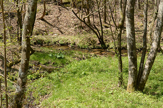 �݂ǂ肪���ȋG�߂ł�