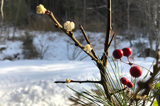 �~�̉Ԃ��炫�܂����B