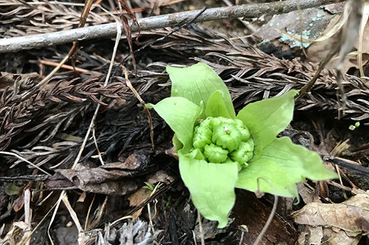 �ӂ��̂Ƃ��o�ė��܂����B