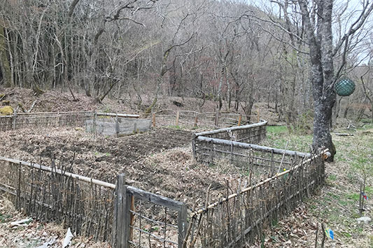 �͂���߃����h�̔�