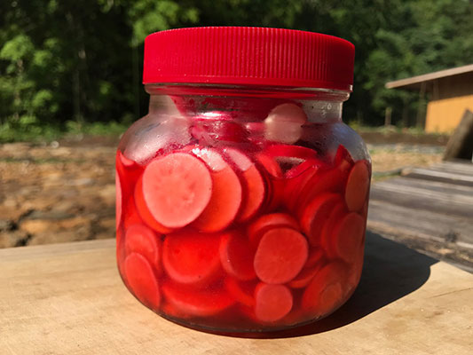 ���f�B�b�V���̔~�|�Ђ�