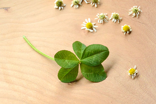 �ܗt�̃N���[�o�[