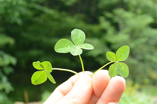 �l�t�̃N���[�o�[