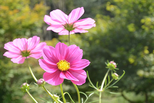 �R�X���X���������