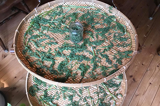 �j���W���̗t����