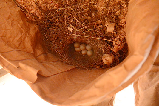 �L�Z�L���C�̗�