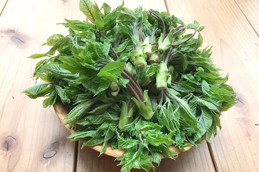 �R�V�A�u���������