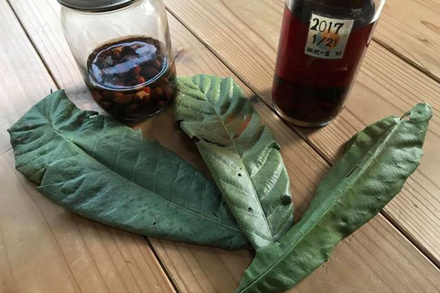 �r���̗t�G�L�X