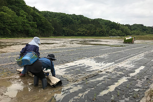 �c�A���̂���`��