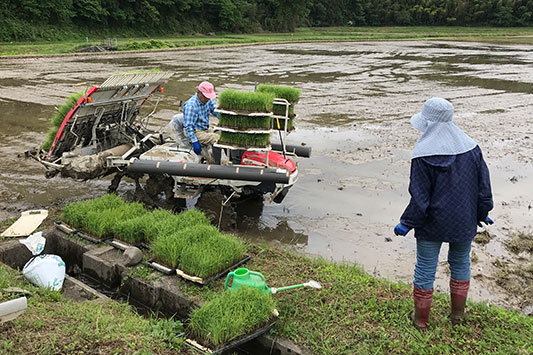 �c�A���̂���`��