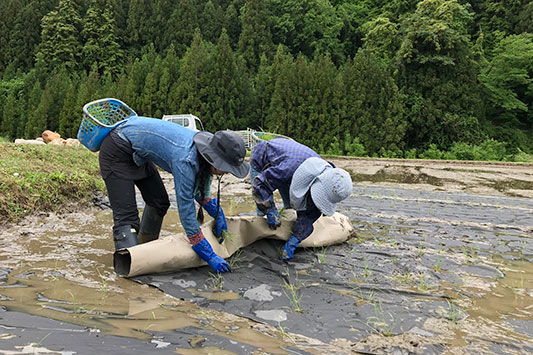 �c�A���̂���`��