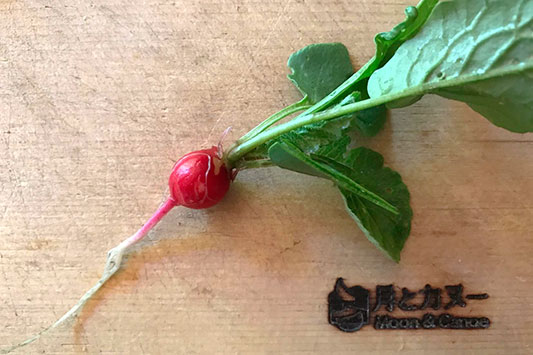 �N���������������n�c�J�_�C�R��