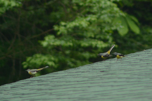 ���������L�Z�L���C