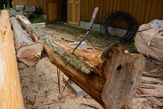 �N���̖؂̔������