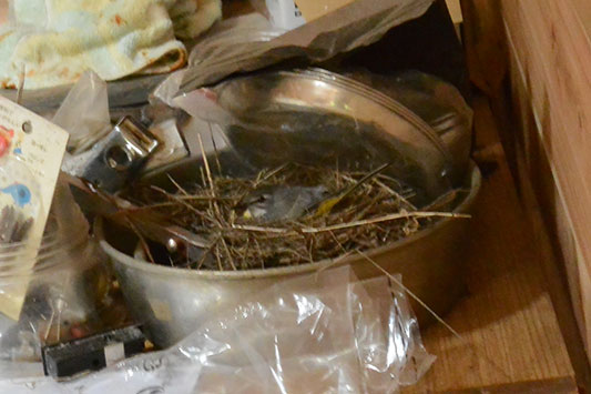 �������߂�L�Z�L���C