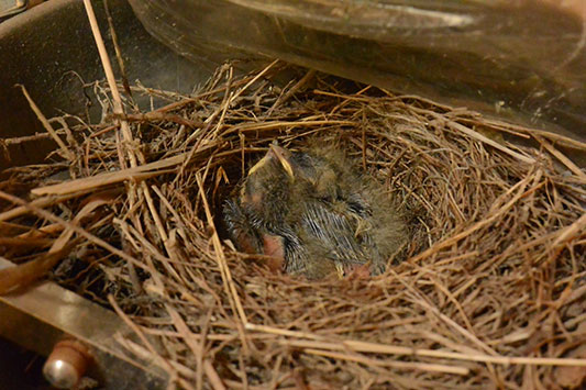 �L�Z�L���C�̂Ђ�