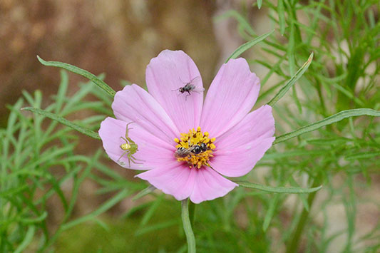 �ꑫ��ɍ炢���R�X���X�ɂ͑�����������̂��q����