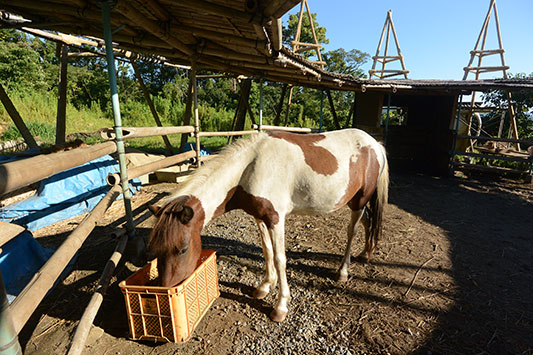 �n�������Ă���