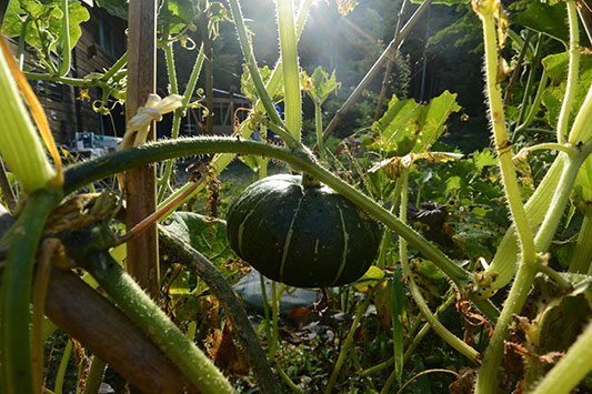 ���ڂ���