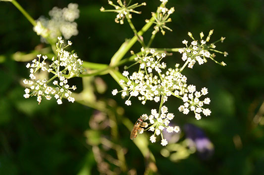 �V�V�E�h�̉�