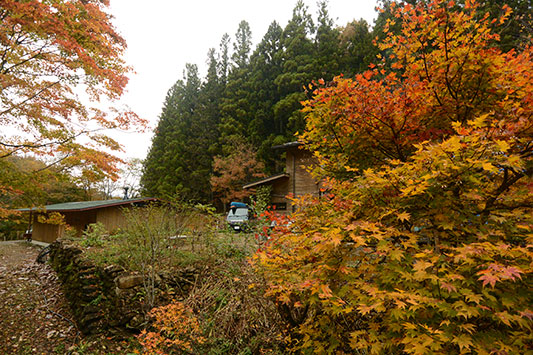 �͂���߃����h�g�t