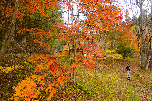 �͂���߃����h�̍g�t