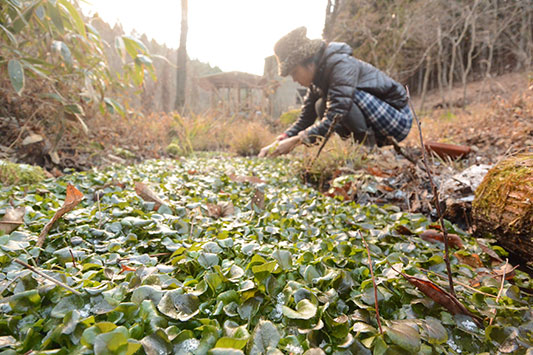 �N���\����E��ł���l�q