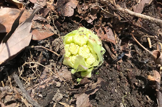 �t�L�m�g�E