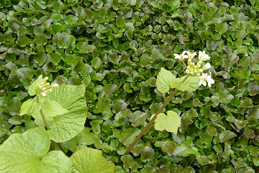 �N���\��