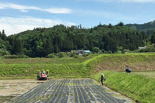 �c�A���̎�`��