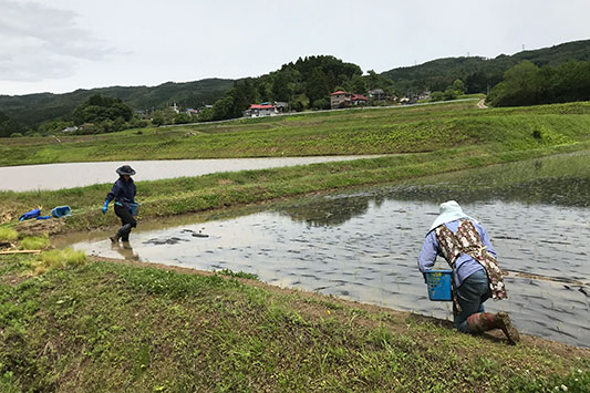 �c�A���̎�`��