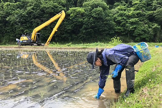 �c�A���̎�`��