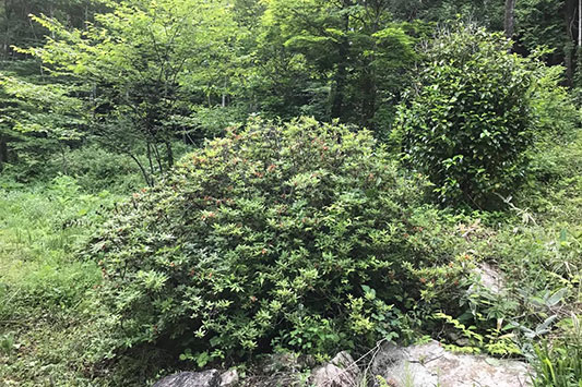 �I�肵���c�c�W