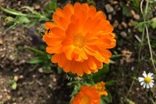 �J�����f�����̉�