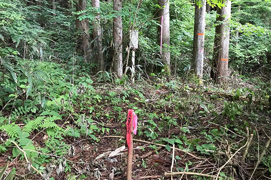 �Ƃ���ǂ���ɐԂ����{��