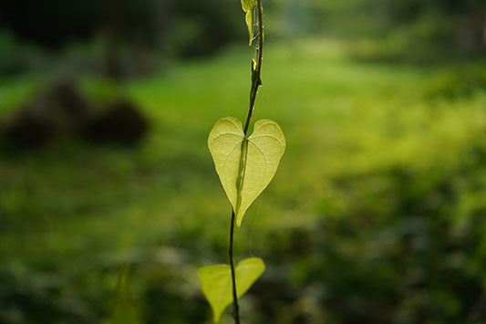 ���E��̓�