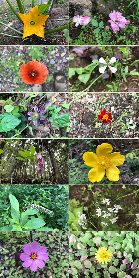 �F�Ƃ�ǂ�̉Ԃ���