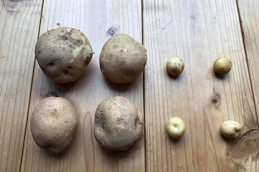 �A���ĂȂ��W���K�C���ƐA�����W���K�C��