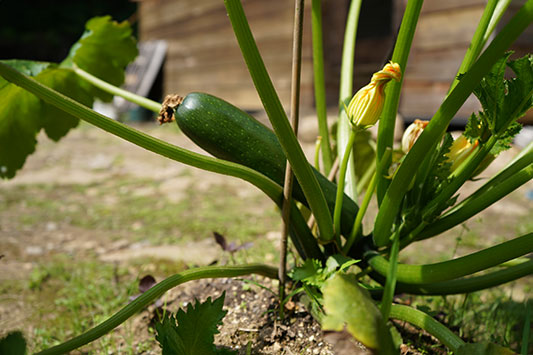 �Y�b�L�[�j