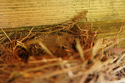 �L�Z�L���C�̃q�i