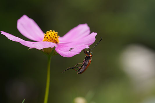 �ꖇ�̐܂莆������ꂽ�܂��